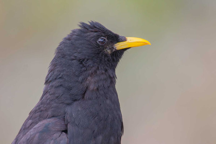 Alpendohle (Pyrrhocorax graculus) m Bereich der Kaiser-Franz-Josefs-Höhe am Großglockner.