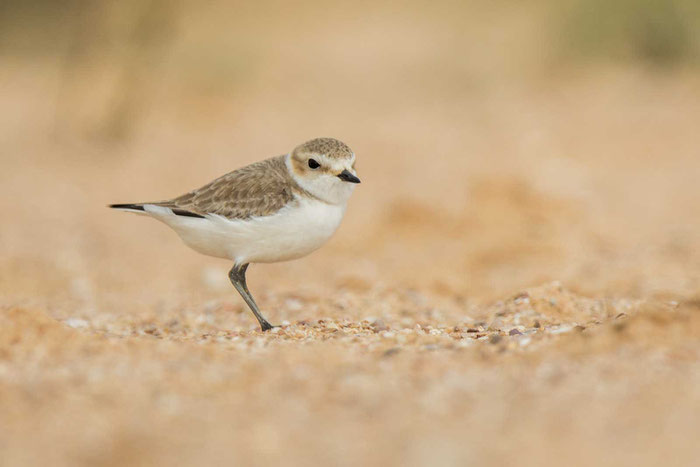 Seeregenpfeifer (Charadrius alexandrinus), Portugal - 1/2018