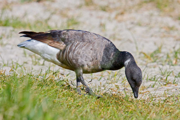 Ringelgans (Branta bernicla), Helgoland 5/2008