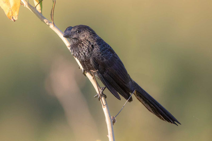 Glattschnabelani; Crotophaga ani; smooth-billed ani