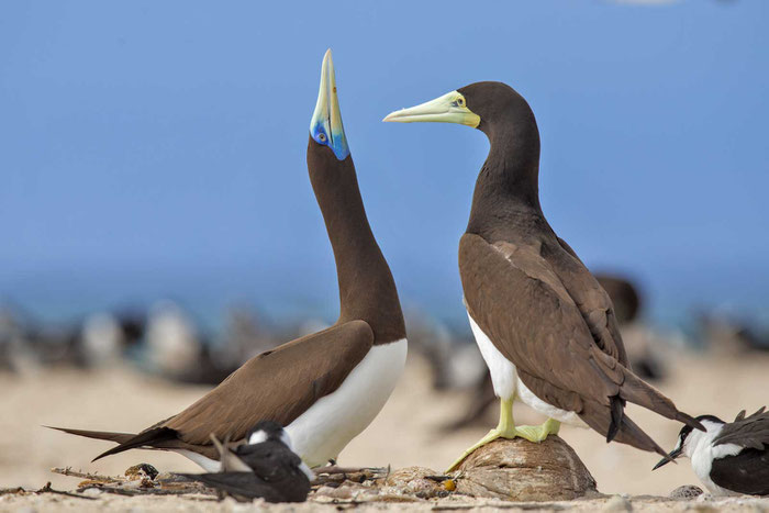 Weißbauchtölpel (Sula leucogaster) auf Michaelmas Cay im australischen Great Barrier Reef.