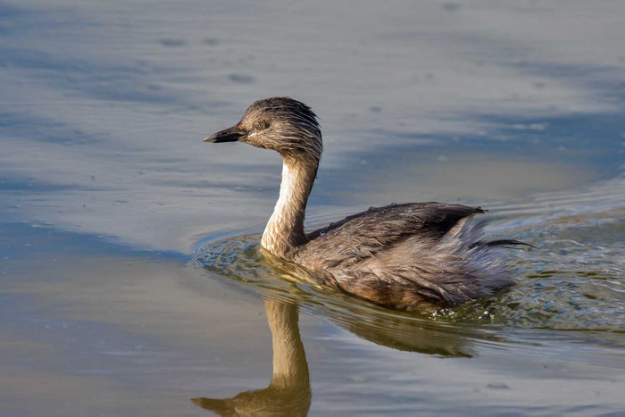 Haarschopftaucher (Poliocephalus poliocephalus) in den Greenfield Wetlands von Südaustralien.