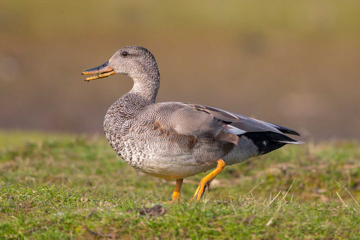 Schnatterente, Mareca strepera, Gadwall