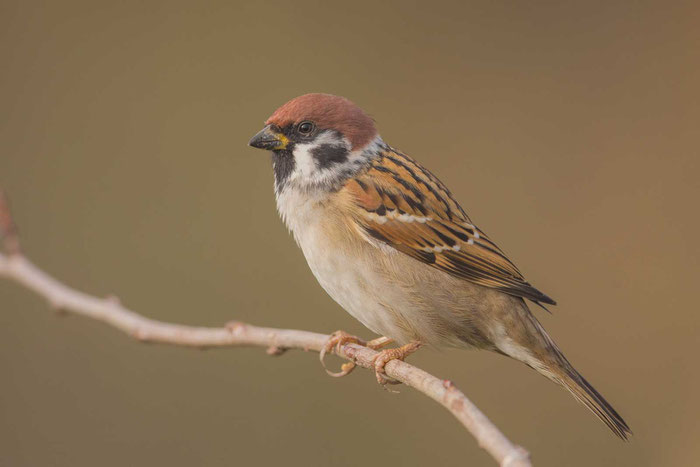 Feldsperling (Passer montanus) im marburger Lahntal.