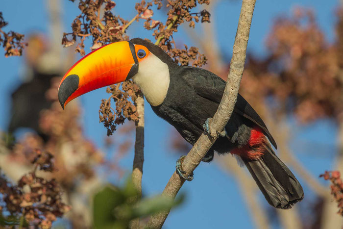 Riesentukan (Ramphastos toco) auf der Pouso Alegre Lodge im brasilianischen Pantanal.