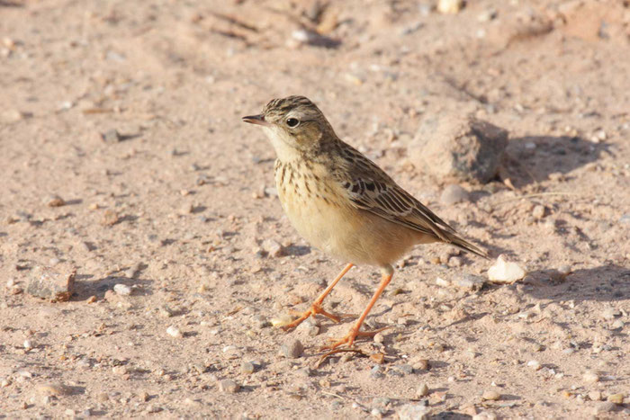 Steppenpieper (Anthus godlewskii) am sogenannten Kringe der Insel Helgoland.