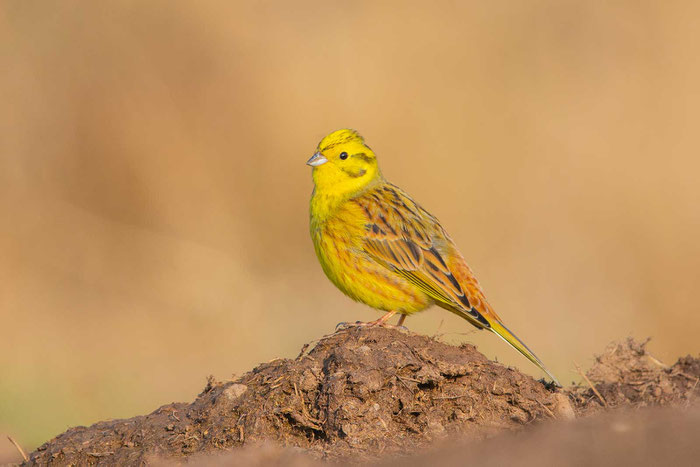 Goldammer (Emberiza citrinella) im Marburger Lahntal.