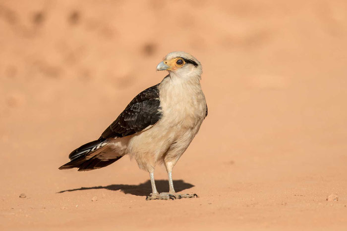 Gelbkopfkarakara (Milvago chimachima) im brasilianischen Serra da Canastra National Park.