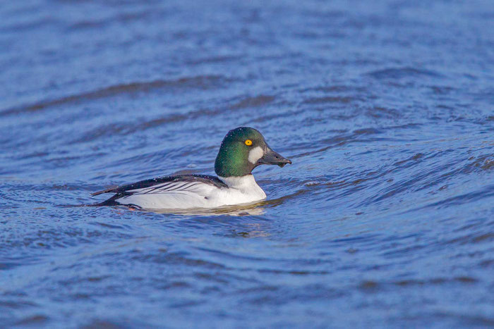 Männliche Schellente (Bucephala clangula) im Katinger Watt, Nord-Friesland.