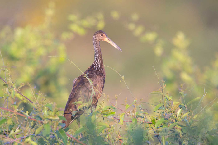 Rallenkranich (Aramus guarauna) im brasilianischen Pantanal.