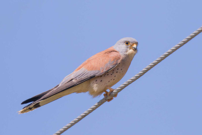 Männlicher Rötelfalke (Falco naumanni) in der Argolis  auf der griechischen Halbinsel Peloponnes.