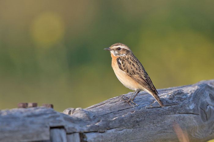 Männliches Braunkehlchen (Saxicola rubetra), Anfang April in Griechenland