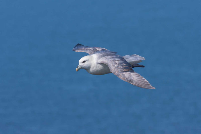 Eissturmvogel (Fulmarus glacialis) segelt vor dem Lummenfelsen der Insel Helgoland.