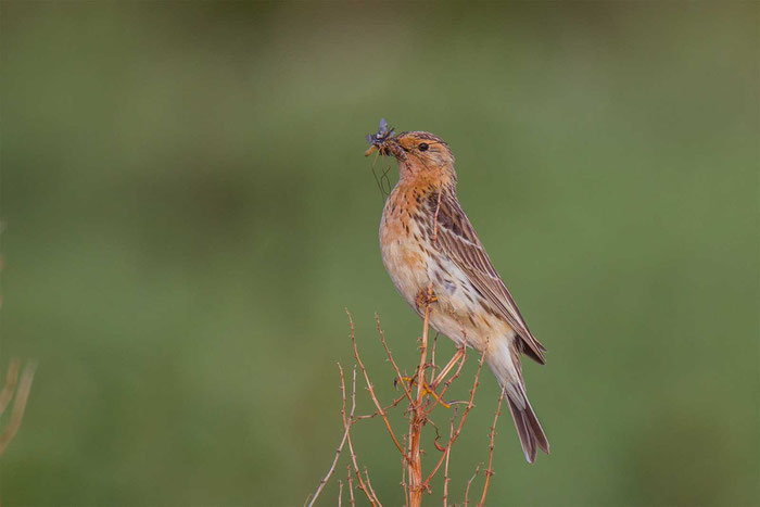 Rotkehlpieper (Anthus cervinus) auf der norwegischen Halbinsel Varanger.