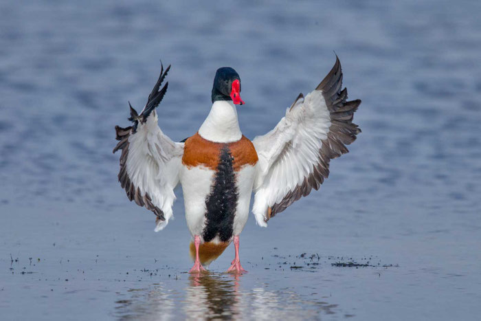 Brandgans, Common Shelduck, Tadorna tadorna