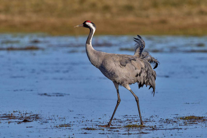 Kranich (Grus grus) im Saaler Bodden in Mecklenburg-Vorpommern.