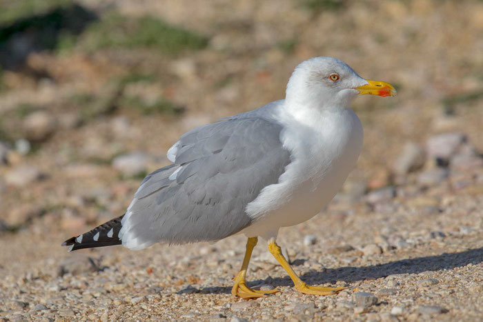 Mittelmeermöwe (Larus michahellis) an der portugiesischen Algrave.