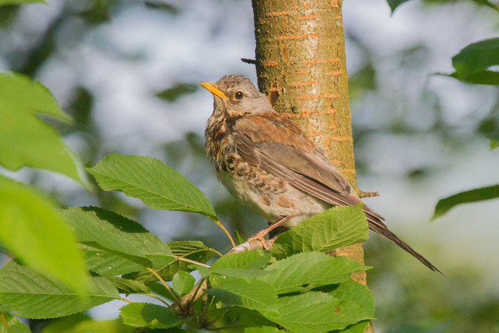 Wacholderdrossel (Turdus pilaris) im Stadtpark von Gießen.