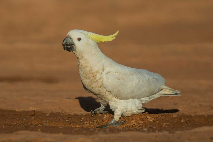 Gelbhaubenkakadu (Cacatua galerita) im Stadtbereich von Darwin.