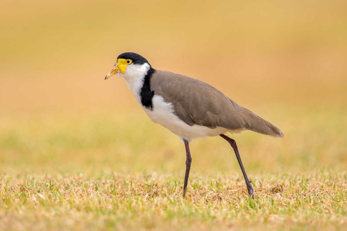 Schwarznackenkiebitz (Vanellus novaehollandiae), St Kilda Adventure Playground in Südaustralien.