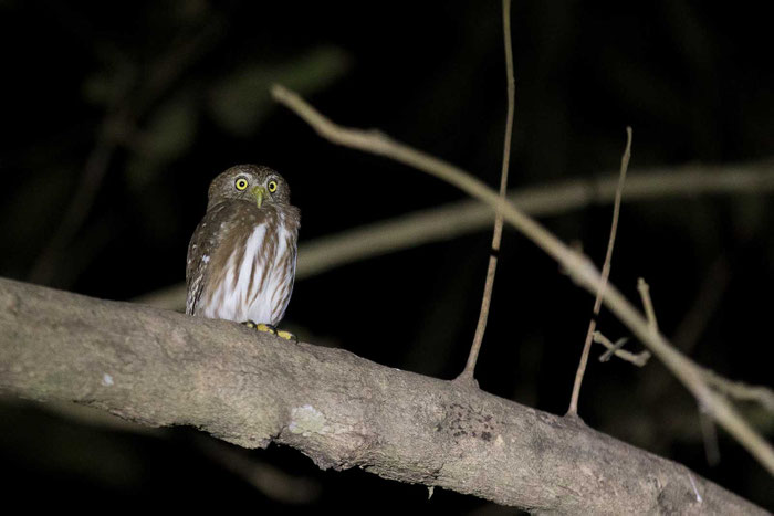 Brasil-Sperlingskauz (Glaucidium brasilianum) auf der Pouso Alegre Lodge in brasilianischen Pantanal.