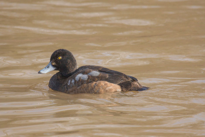 Bergente, Aythya marila, Greater Scaup