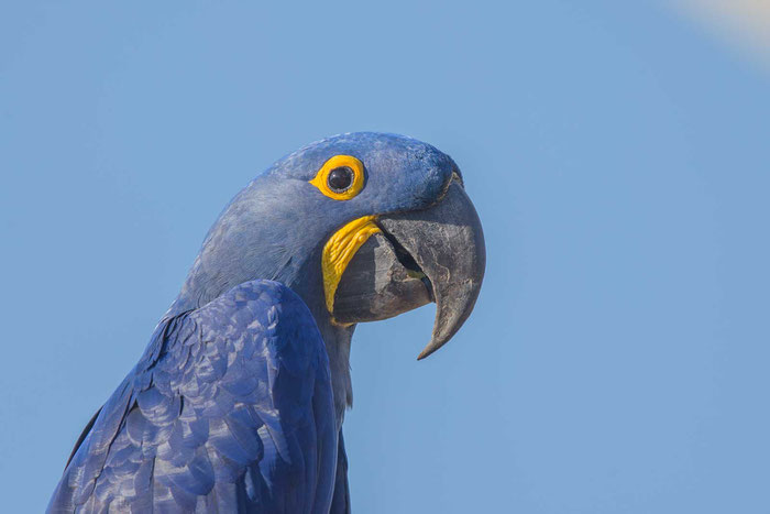 Hyazinth-Ara (Anodorhynchus hyacinthinus) auf der Pouso Alegre Lodge im brasilianischen Pantanal.