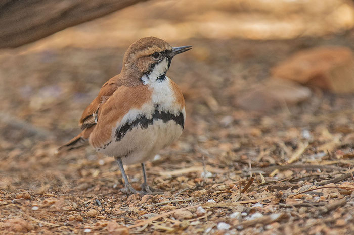 Männlicher Zimtflöter (Cinclosoma cinnamomeum) im Desert Park von Alice Springs.