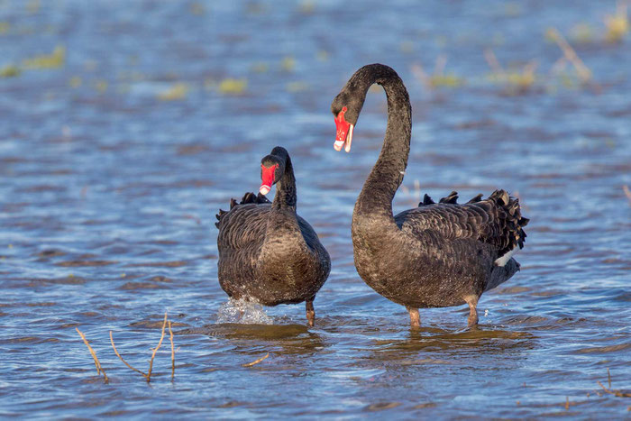 Trauerschwan, Cygnus atratus, Black swan