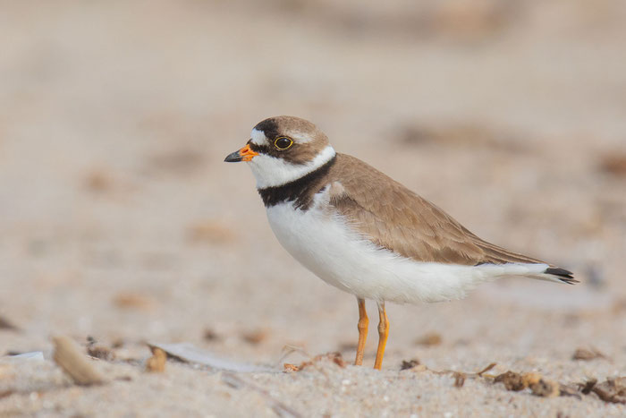 Amerikanischer Sandregenpfeifer (Charadrius semipalmatus)