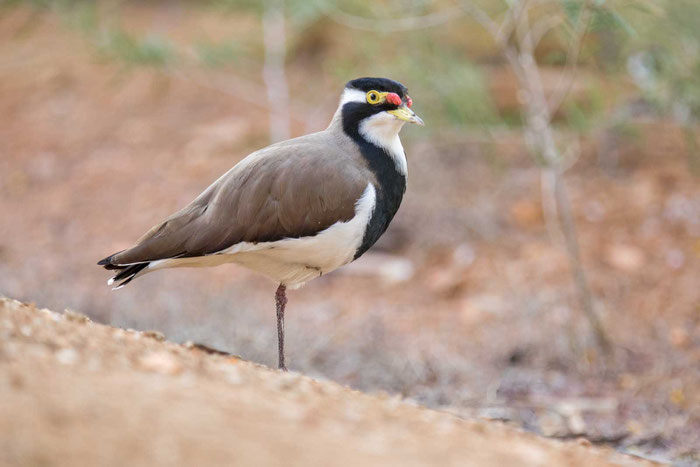 Schwarzbandkiebitz (Vanellus tricolor), im Desert Park von Alices Springs.