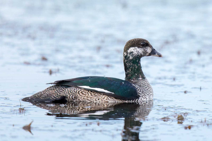 Australische Zwergente, Nettapus pulchellus, Green pygmy goose