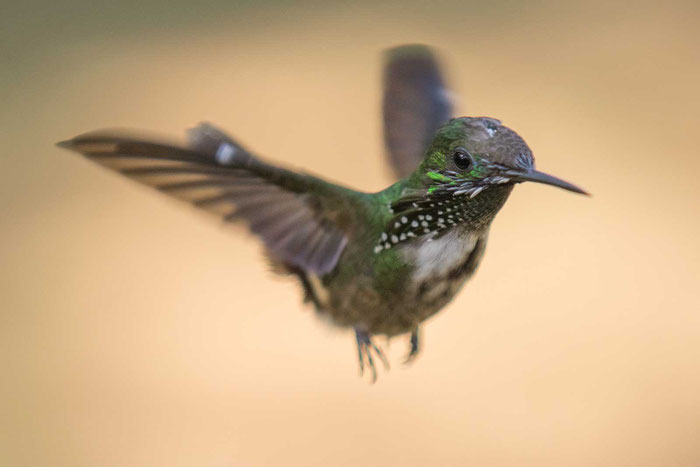 Schmetterlingselfe (Lophornis chalybeus) im Küstenregenwald bei Ubatuba.