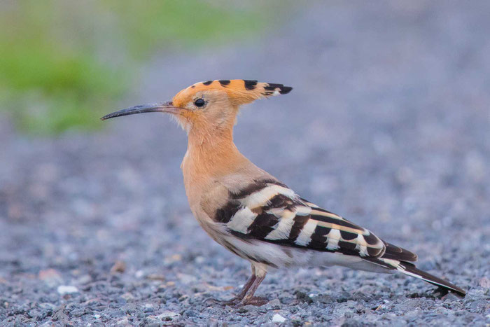 Wiedehopf (Upupa epops) in der Pseudosteppe bei Castro Verde.