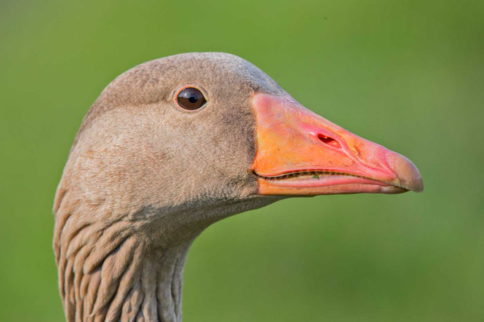 Graugans, Anser anser, Greylag goose