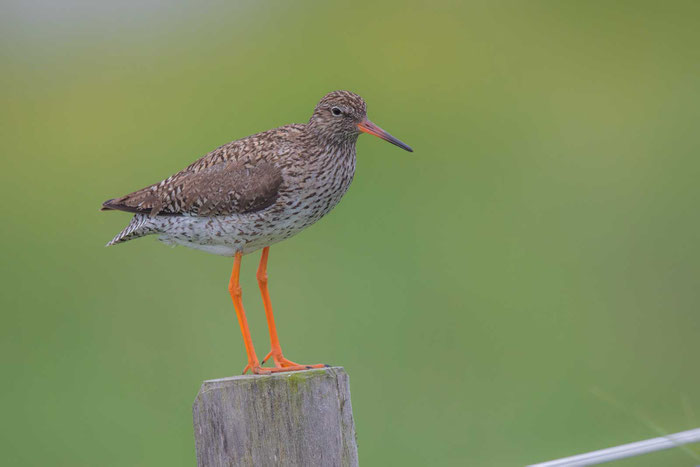 Rotschenkel, Tringa totanus, Common redshank