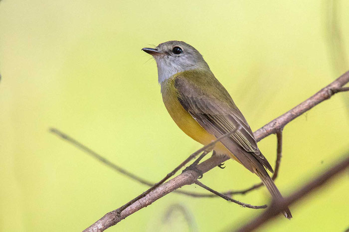 Gelbbrustschnäpper (Microeca flavigaster) in der Fogg Dam Conservation Area bei Darwin (Australien).