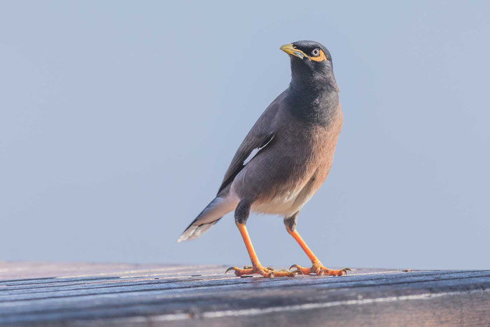 Hirtenmaina (Acridotheres tristis)  an der Strandpromenade von Cairns in Norden von Australien.