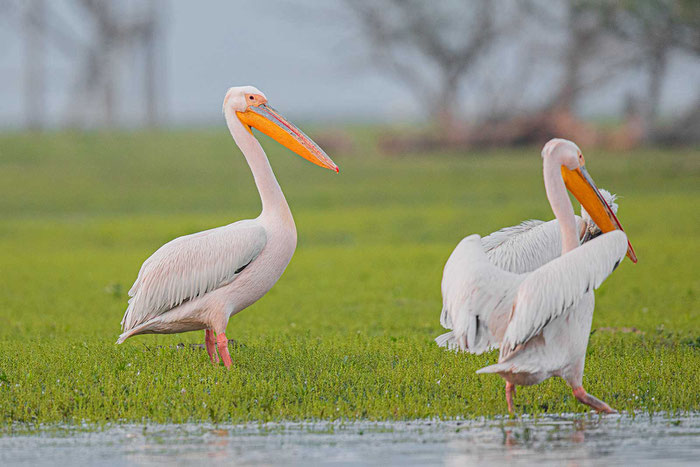 Rosapelikan (Pelecanus onocrotalus) am Kerkini-See in Nordgriechenland.