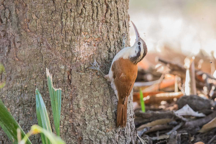 Südlicher Weißbauch-Baumsteiger  (Lepidocolaptes angustirostris) auf der Pouso Alegre Lodge im Pantanal.