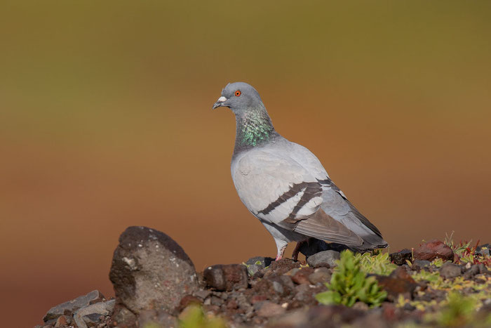 Felsentaube (Columba livia) auf der Insel Fuerteventura.