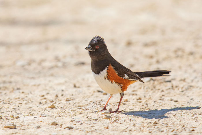 Rötelgrundammer (Pipilo erythrophthalmus)