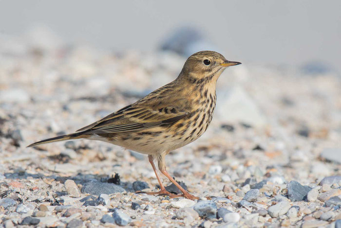 Wiesenpieper (Anthus pratensis) am Nordstrand der Insel Helgoland.