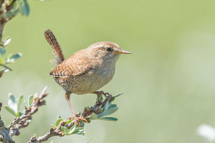 Zaunkönig (Troglodytes troglodytes) in den Dünen der niederländischen Insel Texel.