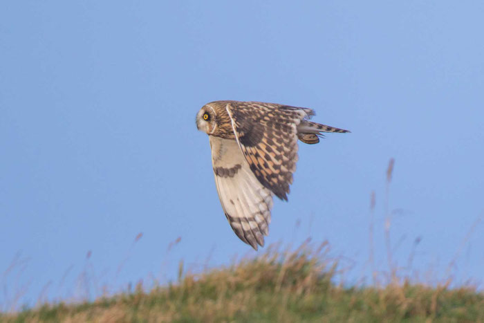 Sumpfohreule (Asio flammeus) währen des Herbstzuges auf der Insel Helgoland.