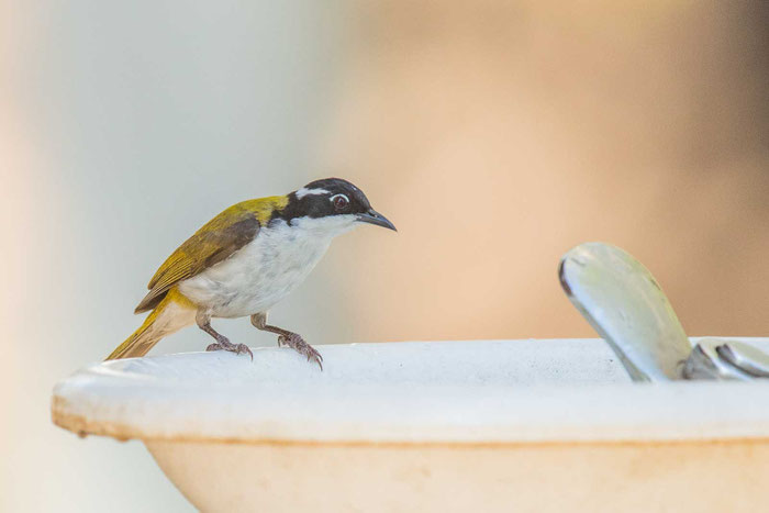 Weißkinn-Honigfresser (Melithreptus albogularis) im Charles-Darwin-Nationalpark von Darwin.