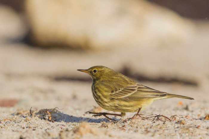 Strandpieper (Anthus petrosus) am Nordstrand der Insel Helgoland.