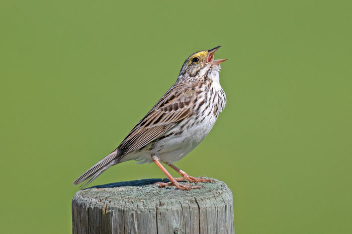 Grasammer (Passerculus sandwichensis)