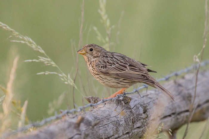 Grauammer (Emberiza calandra) im Oderbruch bei Stolpe.