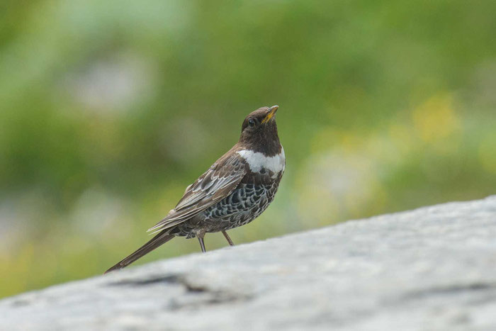 Ringdrossel (Turdus torquatus) auf der Kaiser-Franz-Josefs-Höhe am Großglockner.